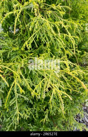 Chamaecyparis pisifera „squarrosa Lutea“, Sawara False Cypress, Blätter Stockfoto