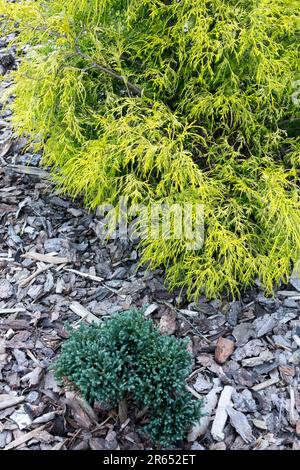 Chamaecyparis pisifera 'filifera Aurea Nana', Chamaecyparis 'Blue Moon', Garten Stockfoto