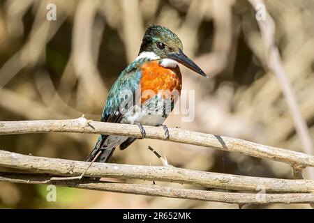 Amazonas Kingfisher, männlich, Rupununi River, Surama, amerikanisches Dorf, Nord-Rupununi, Obere Takutu-Obere Essequibo-Region, Guyana Stockfoto