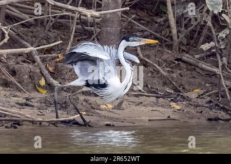 Cocoi Heron, Abflug, Rupununi-Fluss, obere Takutu-obere Essequibo-Region, Guyana Stockfoto