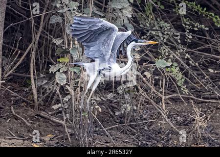 Cocoi Heron, Abflug, Rupununi-Fluss, obere Takutu-obere Essequibo-Region, Guyana Stockfoto