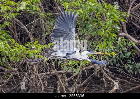 Cocoi Heron, Abflug, Rupununi-Fluss, obere Takutu-obere Essequibo-Region, Guyana Stockfoto