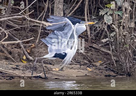 Cocoi Heron, Abflug, Rupununi-Fluss, obere Takutu-obere Essequibo-Region, Guyana Stockfoto