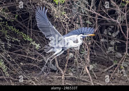 Cocoi Heron, Abflug, Rupununi-Fluss, obere Takutu-obere Essequibo-Region, Guyana Stockfoto