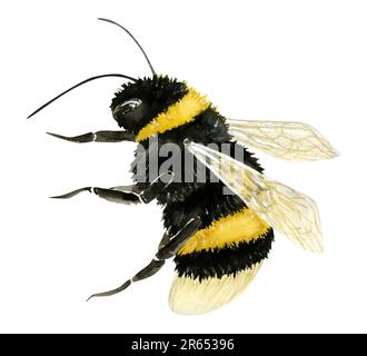 Fliegende Hummel Aquarell Insekten Illustration isoliert auf weißem Hintergrund. Sommertier für Honigmotive Stockfoto