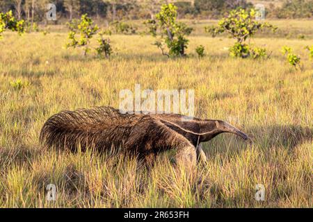 Juvenile, Riesenanteater, Myrmecophaga tridactyla, Rupununi Savannah, Guyana Stockfoto