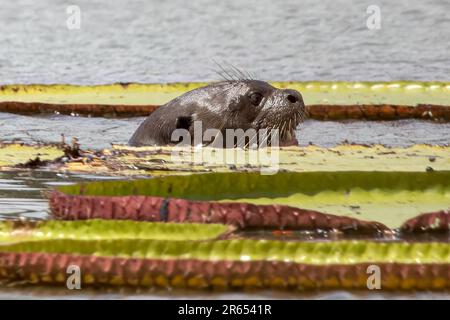 Riesige Otter unter den riesigen Victoria Amazonica Wasserlilien, Rupununi River, Guyana Stockfoto