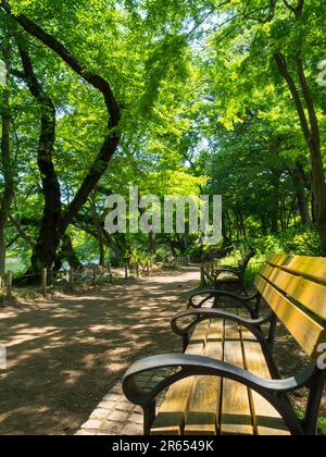 Inokashira Park Stockfoto