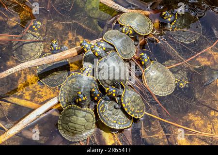 1 Yo, Gelbfleckenschildkröten, Conservation Centre, Rupununi River, Rupununi Savannah, Obere Takutu-obere Essequibo-Region, Guyana Stockfoto