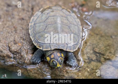 Gelbfleckenschildkröten, neu geboren, Weichschalen, Conservation Centre, Rupununi River, Rupununi Savannah, Obere Takutu-Obere Essequibo RE Stockfoto