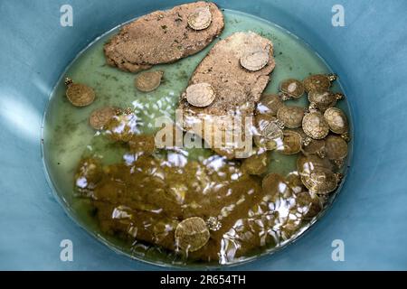 Gelbfleckenschildkröten, neu geboren, Weichschalen, Conservation Centre, Rupununi River, Rupununi Savannah, Obere Takutu-Obere Essequibo RE Stockfoto