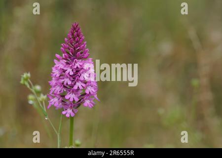 Natürliche Nahtaufnahme auf der violetten Blume der eurropen mehrjährigen krautigen Orchidee, Anacamptis pyramidalis Stockfoto