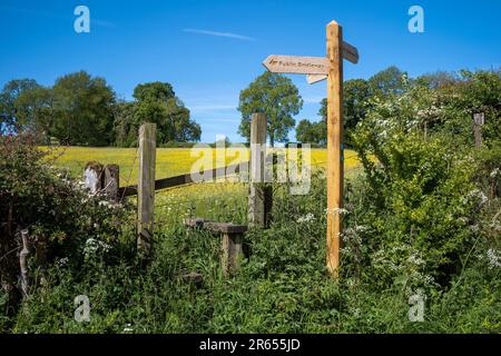 Eines von vielen Feldern mit Butterblumen, die auf dem Spaziergang zwischen Warcop und Sandford Dörfern, Eden Valley, Cumbria, Großbritannien, zu sehen sind Stockfoto