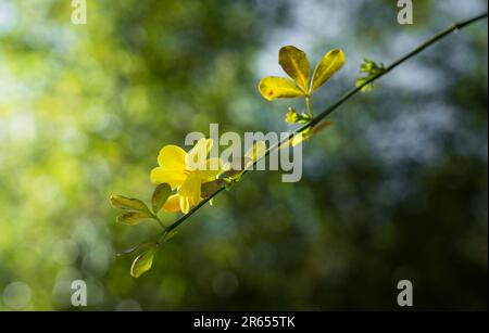 Nahaufnahme eines WinterJasmins in voller Sonneneinstrahlung, wobei das Sonnenlicht durch die Blätter filtert und einen wunderschönen Hintergrund schafft Stockfoto