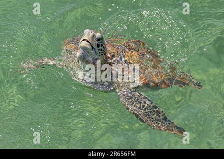 Hawksbill Sea Turtle, Eretmochelys imbricata, Critically Endangered, Fishermens Quay, Oistins, Barbados Stockfoto