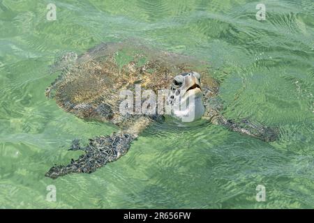 Hawksbill Sea Turtle, Eretmochelys imbricata, Critically Endangered, Fishermens Quay, Oistins, Barbados Stockfoto