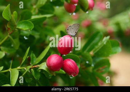 Bengale Johannisbeere im Naturhintergrund. Bengale Johannisbeeren, Carissa carandas, Christi Dorn, Carandas Pflaume, Karonda, Karanda und Kanna auf dem Baum für Natur Stockfoto