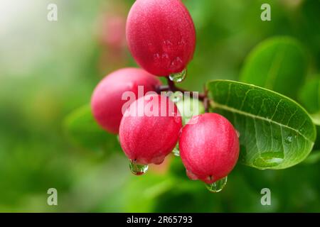 Bengale Johannisbeere im Naturhintergrund. Bengale Johannisbeeren, Carissa carandas, Christi Dorn, Carandas Pflaume, Karonda, Karanda und Kanna auf dem Baum für Natur Stockfoto