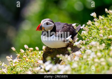 Puffin-Vogel „Fratercula Arctica“ mit leuchtend rotem Orangenschirm, sitzt auf Felsen neben weißen campion-Blumen. Saltee Islands, Irland Stockfoto