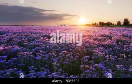 Blühende Phacelia-Blumen violettes Feld unter den roten Farben des Sommeruntergangs. Landwirtschaft Landwirtschaft Landwirtschaft Naturlandschaft Stockfoto