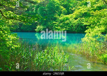 Bishamon-numa in frischem Grün Stockfoto