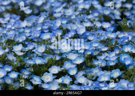 Nemophila-Blumen Stockfoto