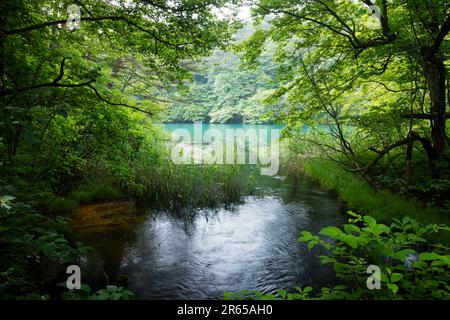 Bishamon-numa in frischem Grün Stockfoto