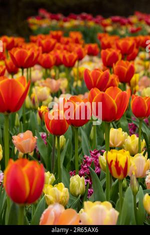 Tulpenblütengarten Stockfoto