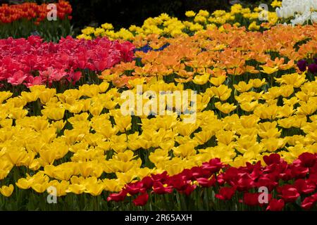 Tulpenblütengarten Stockfoto