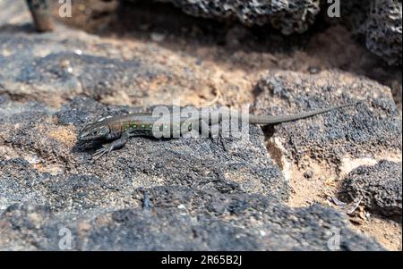 Ein Nahbild einer kleinen grauen Eidechse mit grünen Flecken, die sich auf einem Felsen in der Sonne aufwärmen. Stockfoto