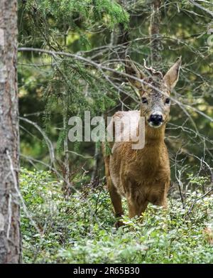 Porträt von Hirschen, die inmitten von Pflanzen im Wald stehen Stockfoto