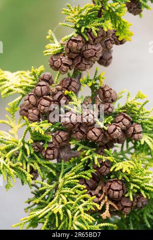 „Fernspray Gold“ Chamaecyparis obtusa Cones Chamaecyparis „Fernspray Gold“ Japanische Zypresse, Hinoki Zypress Stockfoto