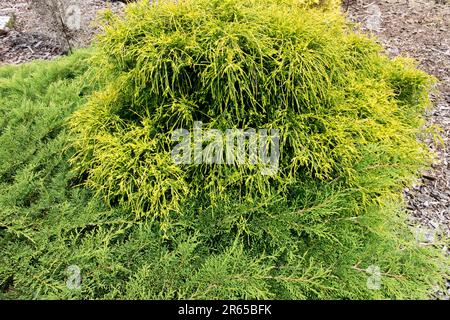 Chamaecyparis pisifera „Sungold“ ZwergChamaecyparis Sungold langsam wachsender dichter flacher Runder reich verzweigter Baum Zwergggärten Stockfoto