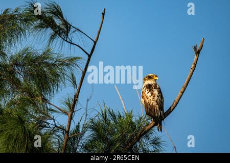 Unreifer Schlangenadler, der sich auf einem Ast kühlt. Stockfoto