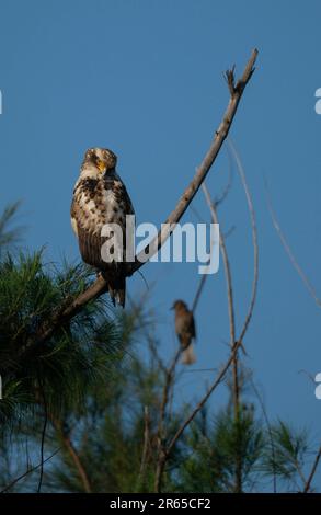 Unreifer Schlangenadler, der sich auf einem Ast kühlt. Stockfoto