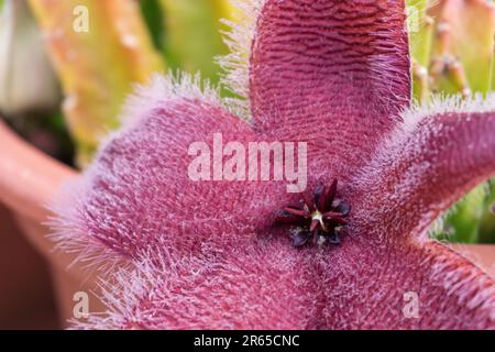 Blühende exotische Stapia afrikanische Seesterne blühen im Topf aus nächster Nähe Stockfoto