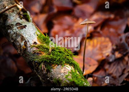 Makrofotografie von Pilzen im Wald Stockfoto