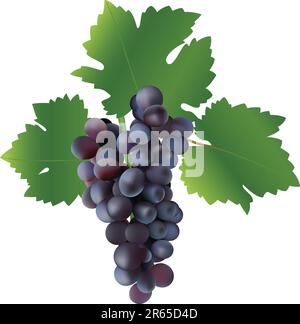 Fotorealistische Traubenvektordarstellung Stock Vektor