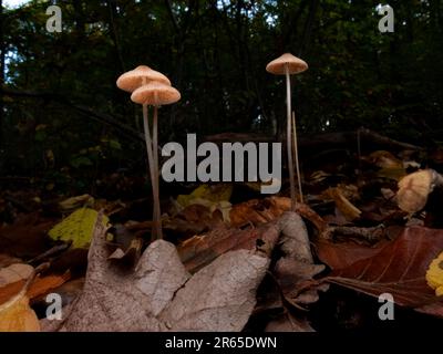 Makrofotografie von Pilzen im Wald Stockfoto