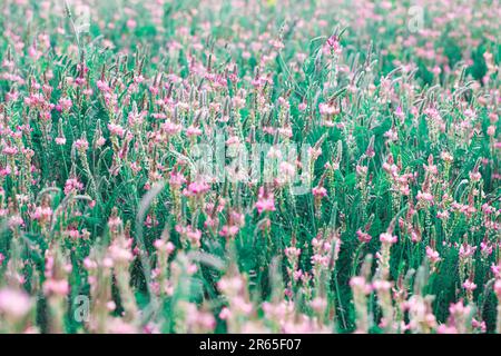 Rosafarbenes Blumenfeld, Esparsette, Onobrychis viciifolia. Honigpflanze. Hintergrund der Wildblumen. Blühende wilde Blüten von Esparsette oder Weihklee Stockfoto
