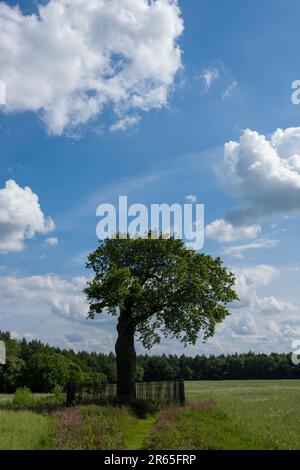 Boscobel House und The Royal Oak, Kiddemore Green Vereinigtes Königreich England GB Stockfoto