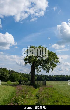 Boscobel House und The Royal Oak, Kiddemore Green Vereinigtes Königreich England GB Stockfoto