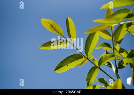 Grüne Walnussblätter wachsen im Frühling im Garten. Stockfoto