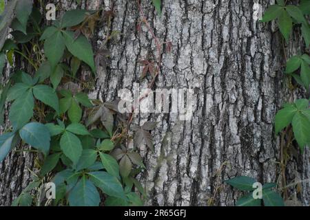 Gift Ivy, Toxicodendron-Radikale, wachsen auf dem Stamm einer Eiche Stockfoto