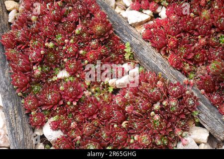 Rote Hausbäche, sempervivum, wächst als Bodenbedeckung in einem Garten, Szigethalom, Ungarn Stockfoto