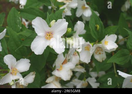 Philadelphus coronarius L., süße Orangenimitat, wächst in einem Garten, Szigethalom, Ungarn Stockfoto