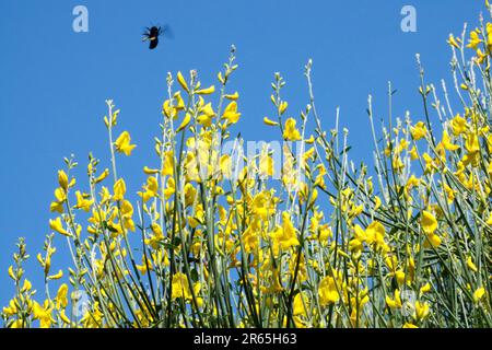 Spartium junceum Besen einsames Bieneninsekt, das über Blumen fliegt Stockfoto