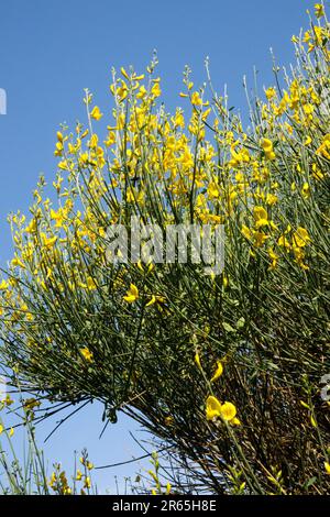 Spanischer Kehrbesen, Mediterraner Kehrbesen, Wildblumen, Weberbesen, Kehrbesen Absolut, Busch, Strauß, Spartium junceum, Besen, Blumen Stockfoto