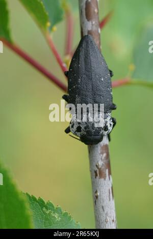 Natürliche Nahaufnahme auf einem großen schwarz-weißen Edelkäfer, dem flachköpfigen Holzbohrer Capnodis tenebrionis, der auf einem Zweig in The Gard, Frankreich, sitzt Stockfoto