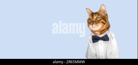 Katze in Hemd und Fliege auf blauem Hintergrund. Speicherplatz kopieren. Stockfoto